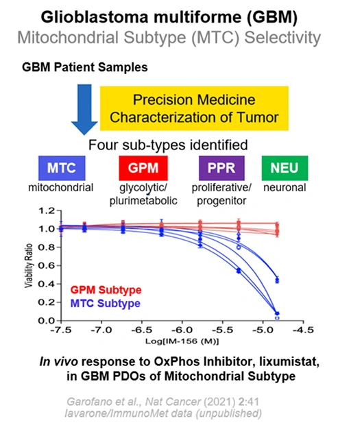 Glioblastoma multiforme mitochondrial-subtype (MTC) selectivity: viability response to lixumistat across GBM sub-types