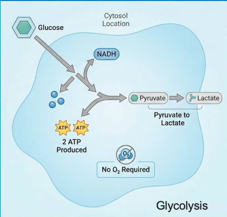 Glycolysis in the cytosol: glucose is converted via pyruvate to lactate, producing 2 ATP with no oxygen required.