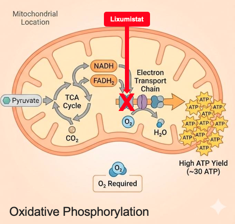 Oxidative phosphorylation in the mitochondrion: lixumistat blocks the electron transport chain that drives the high ATP yield of around 30 ATP.